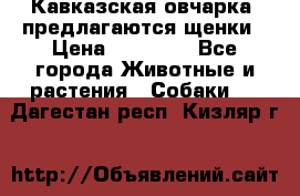 Кавказская овчарка -предлагаются щенки › Цена ­ 20 000 - Все города Животные и растения » Собаки   . Дагестан респ.,Кизляр г.